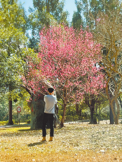 國立暨南國際大學校園栽種4200多棵櫻花樹,目前山櫻花盛開,八重櫻開了2成。(楊靜茹攝) 國立暨南國際大學校園栽種4200多棵櫻花樹,目前山櫻花盛開,八重櫻開了2成。(楊靜茹攝)