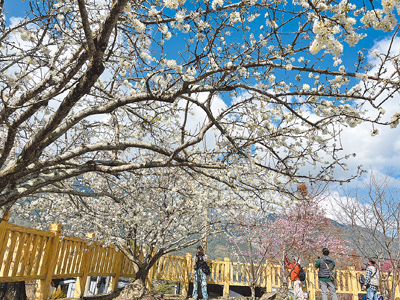 南投縣草坪頭目前以李花花況最盛。(劉慧茹攝) 南投縣草坪頭目前以李花花況最盛。(劉慧茹攝)