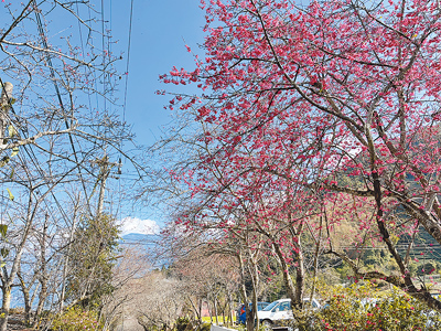 南投縣草坪頭山櫻花目前花開4、5成。(劉慧茹攝) 南投縣草坪頭山櫻花目前花開4、5成。(劉慧茹攝)