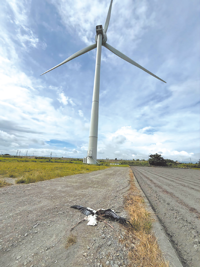 上月才從二崙鄉50公尺高高壓電塔成功離巢的東方白鸛幼鳥,4日被發現陳屍在彰化縣大城鄉一具風機下,鳥身被截成兩半(見圖)。(雲林麥仔簝文化協會提供/周麗蘭雲林傳真) 上月才從二崙鄉50公尺高高壓電塔成功離巢的東方白鸛幼鳥,4日被發現陳屍在彰化縣大城鄉一具風機下,鳥身被截成兩半(見圖)。(雲林麥仔簝文化協會提供/周麗蘭雲林傳真)